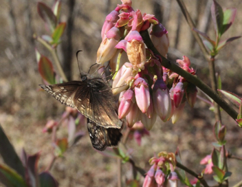 Juvenal's Duskywing -female